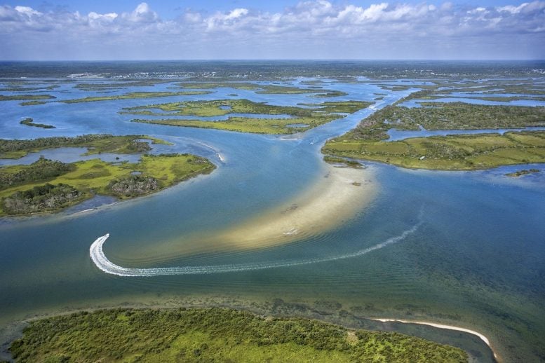 Coastal Wetland Marsh