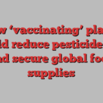 How ‘vaccinating’ plants could reduce pesticide use and secure global food supplies