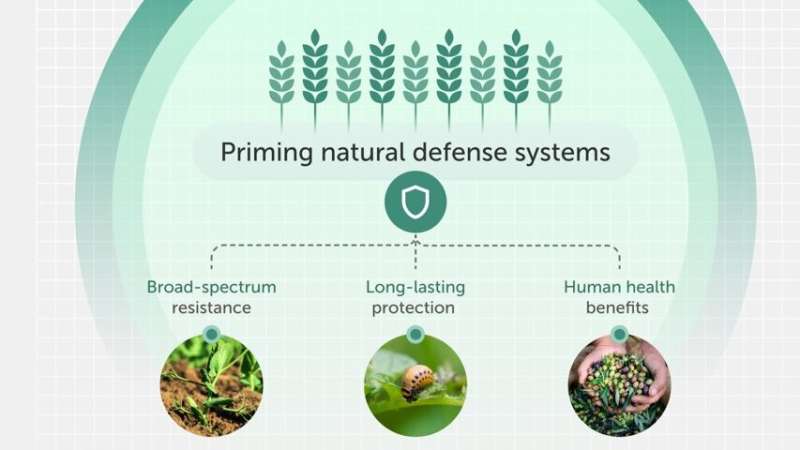 How 'vaccinating' plants could reduce pesticide use and secure global food supplies