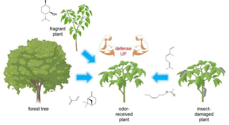 Harnessing plant odors to revolutionize sustainable agriculture