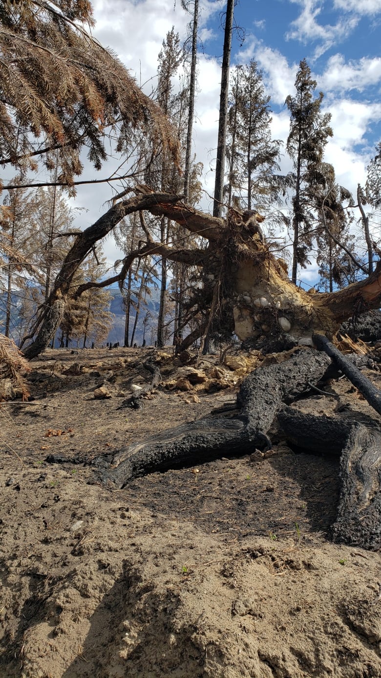 A burned tree bends in a forest. 