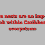 Iguana nests are an important link within Caribbean ecosystems