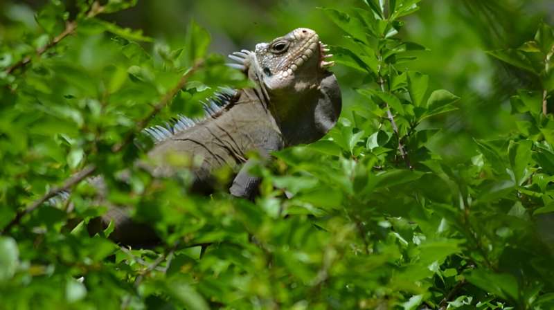 Hotel Iguana: Iguana nests as important link within Caribbean ecosystems