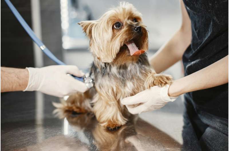 puppy with vet