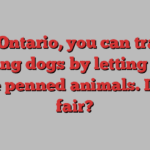 In Ontario, you can train hunting dogs by letting them chase penned animals. Is that fair?