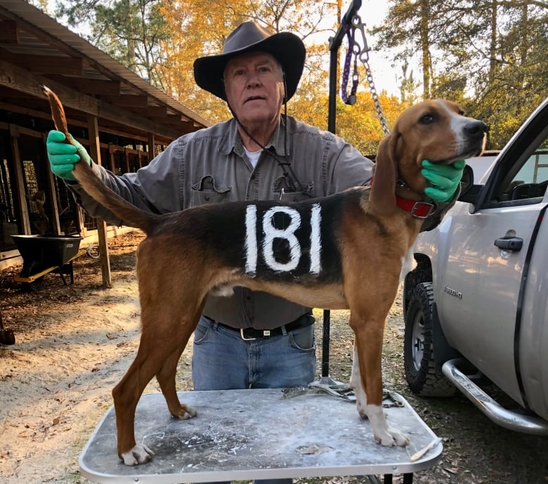 A man holds a dog's tail and chin. The numbers 181 are painted on the side of the dog.