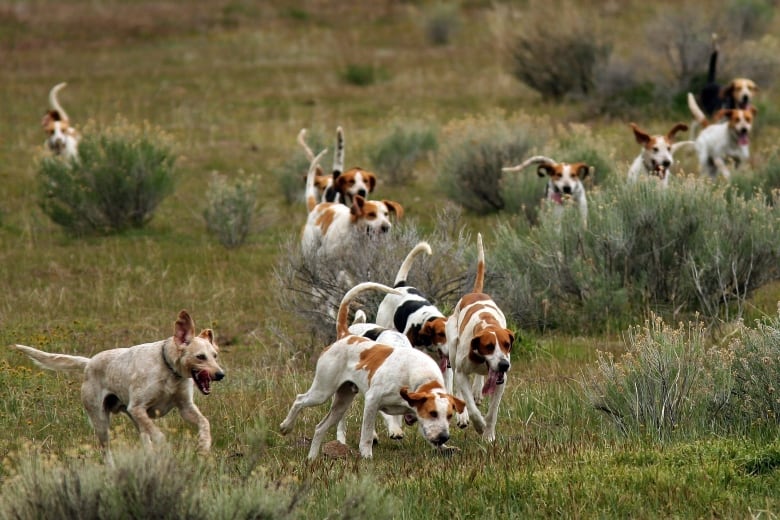 A group of dogs running in a field.