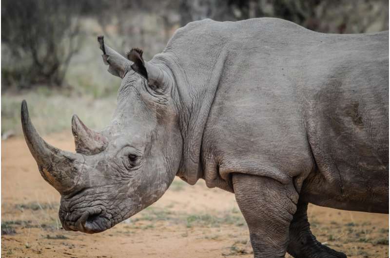 rhinoceros