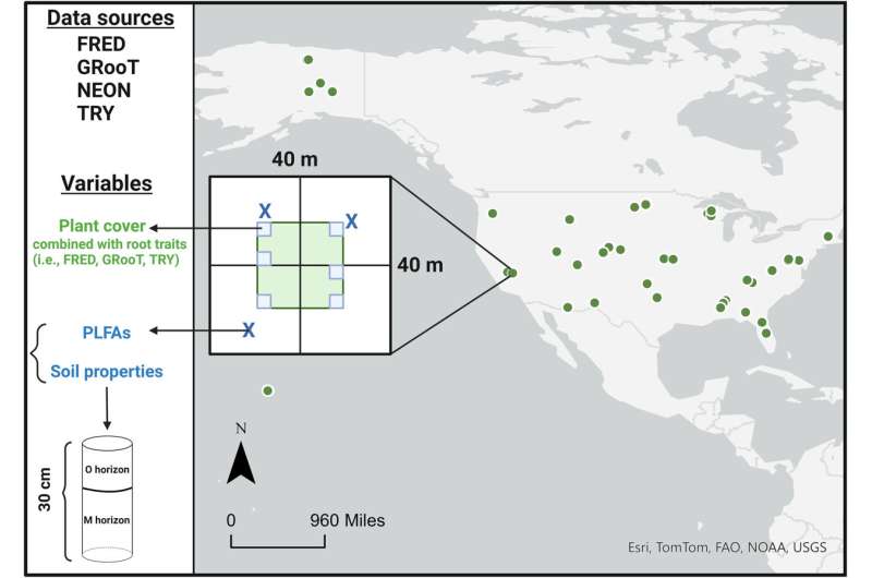 Invasive plants drive homogenization of soil microbial communities across US, new study finds