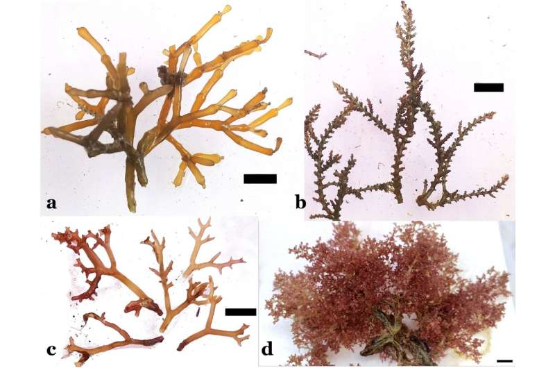 Invasive seaweed may better adapt to changes than native species in Hawaiʻi waters