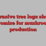 Invasive tree logs show promise for mushroom production