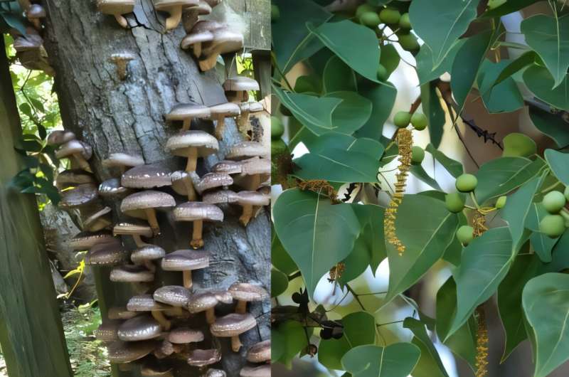 Mushroom production shows promise with invasive-species tree logs