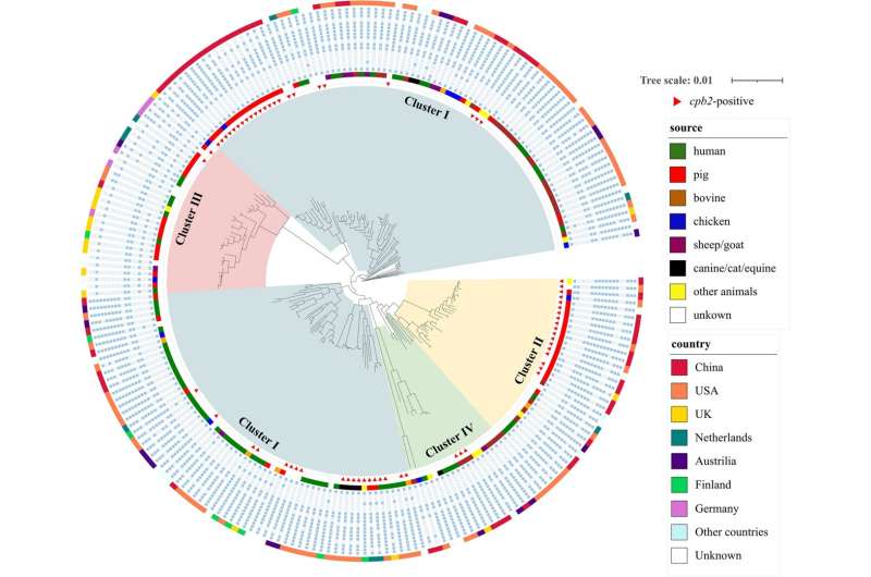 Beyond the toxin: investigating the role of the cpb2 gene in the survival of Clostridium perfringens