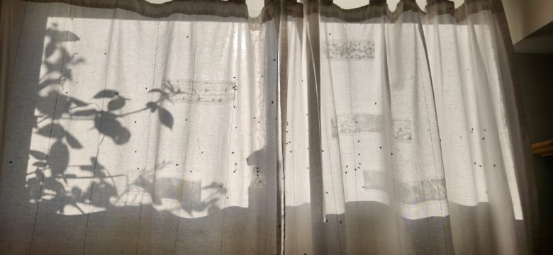 dozens of flies on a white curtains in a basement 