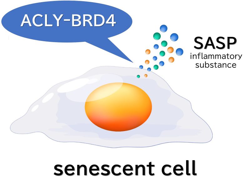 Involvement of ATP Citrate Lyase in the Pro Inflammatory Senescence Associated Secretory Phenotype in Senescent Cells