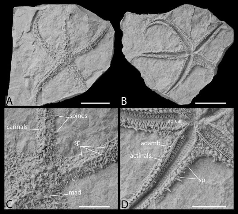 Germanasterias amplipapularia