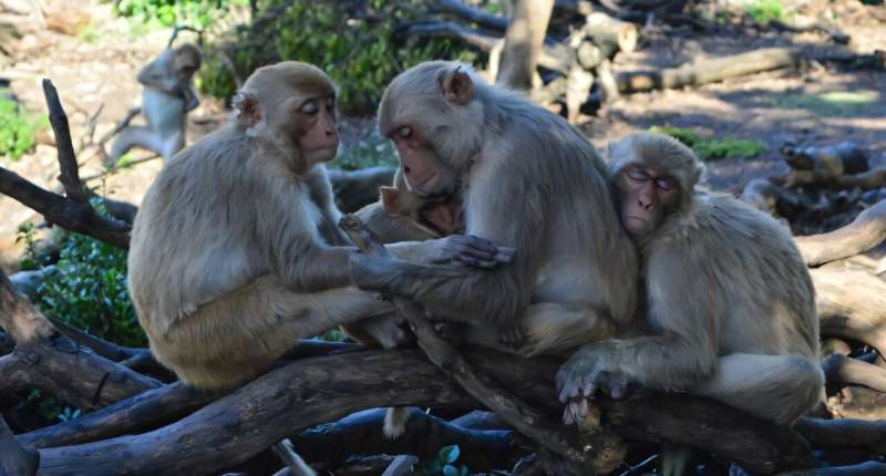 Keeping fewer friends protects ageing monkeys from diseases