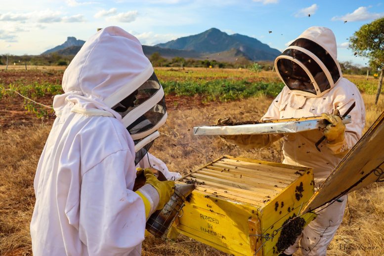 Honey Harvesting in Kajire in Sagalla, Tsavo