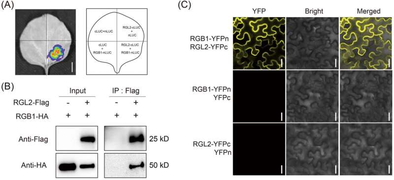 Novel discovery unveils the gene secret of rice length