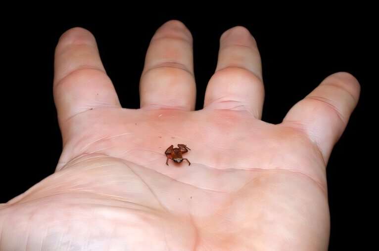 Less than 7 mm in length, this Atlantic Rainforest flea toad is the second-smallest vertebrate described in the world