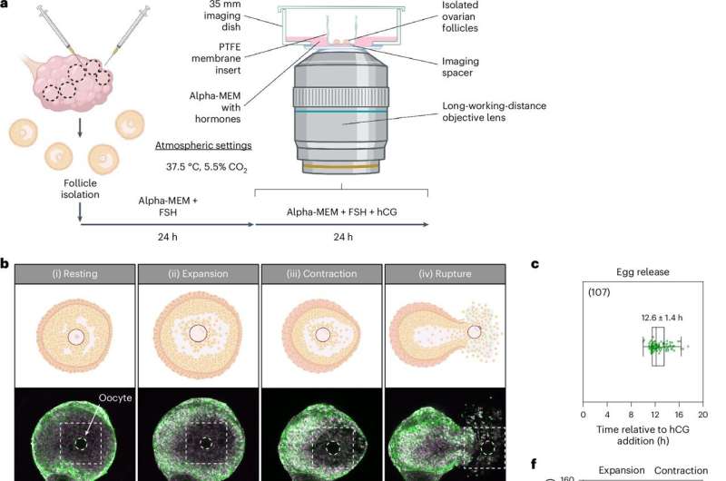 Live imaging of ovulation in action reveals three distinct phases