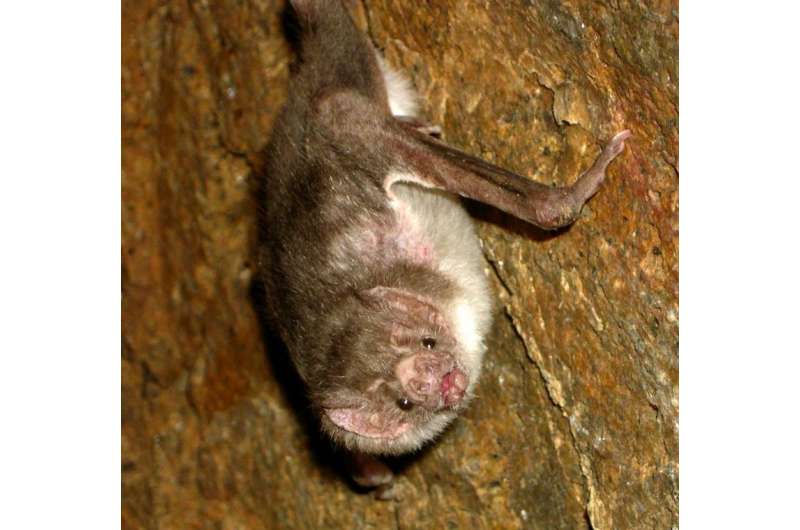 vampire bat