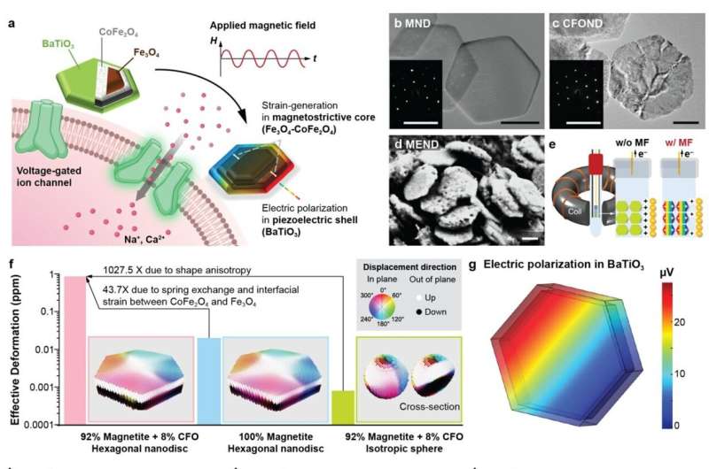 Magnetoelectric nanodiscs offer remote brain stimulation without implants or genetic modification