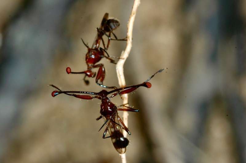 Male flies with shorter eyestalks make up for being less attractive by fighting more fiercely