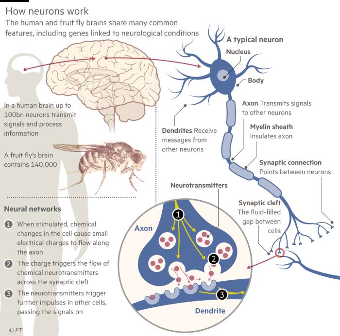 Diagram explaining the operation of neurons in animal nervous systems