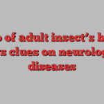 Map of adult insect’s brain offers clues on neurological diseases