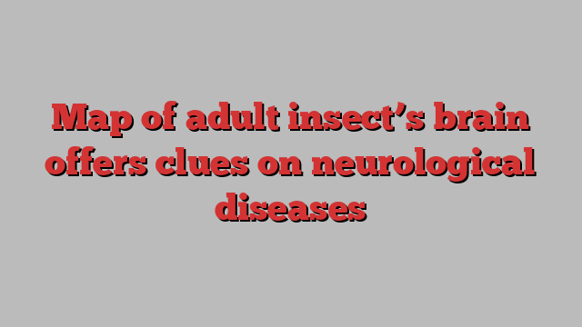 Map of adult insect’s brain offers clues on neurological diseases