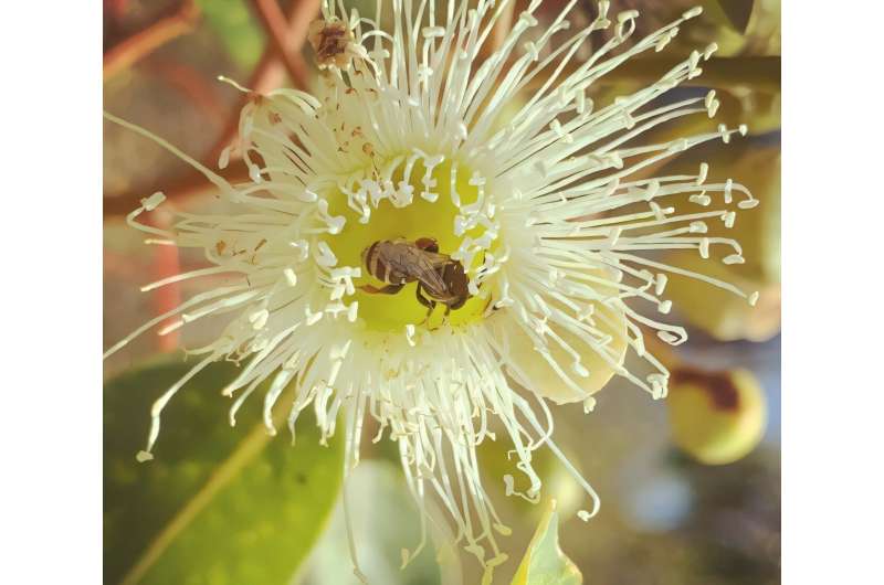 Marri trees a lifeline for many native bee species in biodiversity hotspot