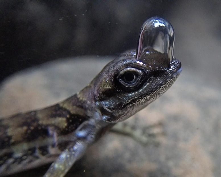 Water Anole With Bubble