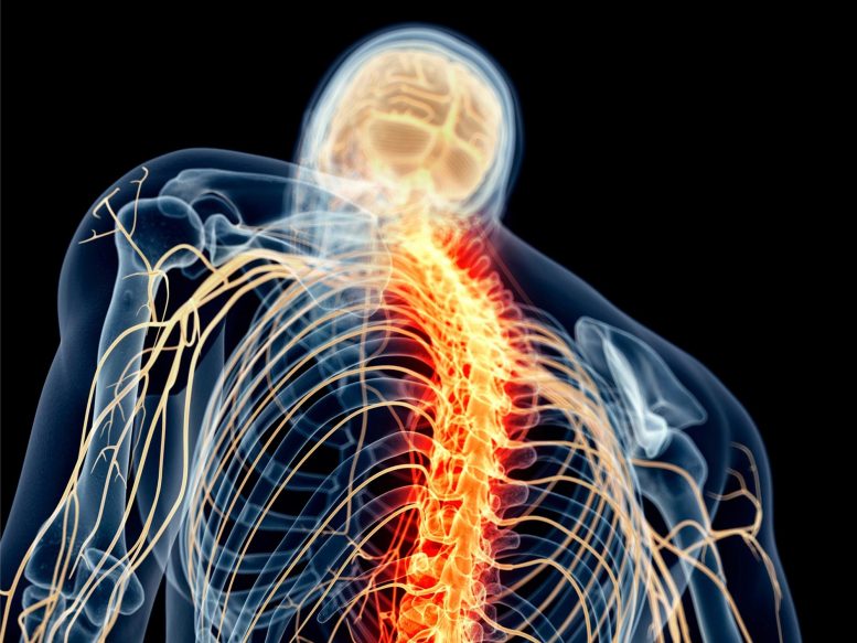 Spinal Cord Nerve Pain Illustration