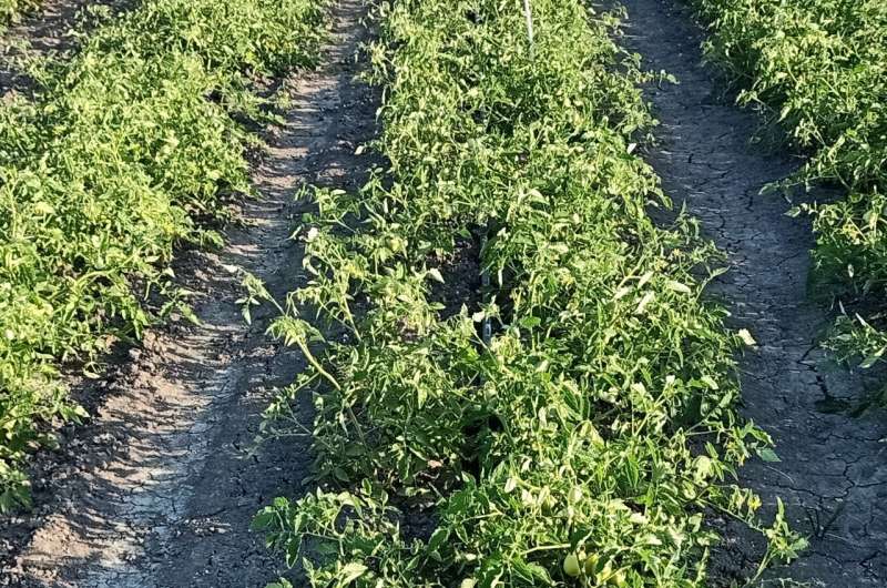 Microbial biofertilizers and algae-based biostimulants boost tomato crop