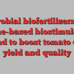 Microbial biofertilizers and algae-based biostimulants found to boost tomato crop yield and quality