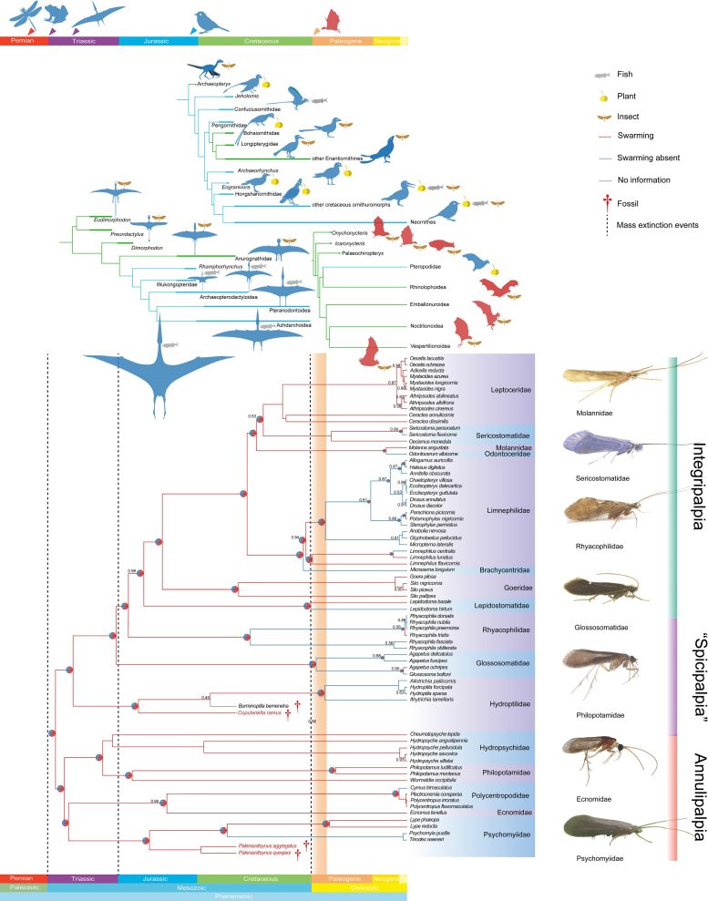 Phylogenetic Analysis and Ancestral Reconstruction of Swarming Behavior for Trichoptera and Their Main Predators