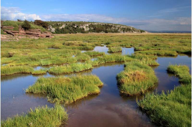 salt marsh