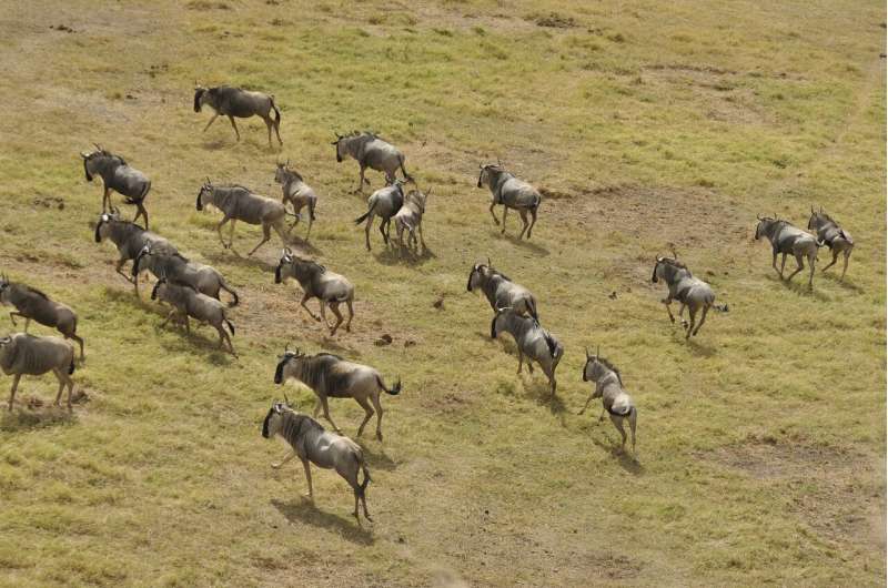 wildebeest