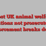 Most UK animal welfare violations not prosecuted as enforcement breaks down