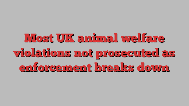 Most UK animal welfare violations not prosecuted as enforcement breaks down