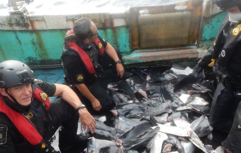 Uniformed fisheries officers sit with piles of silver shark fins.