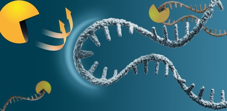 mRNA Pacman Degradation