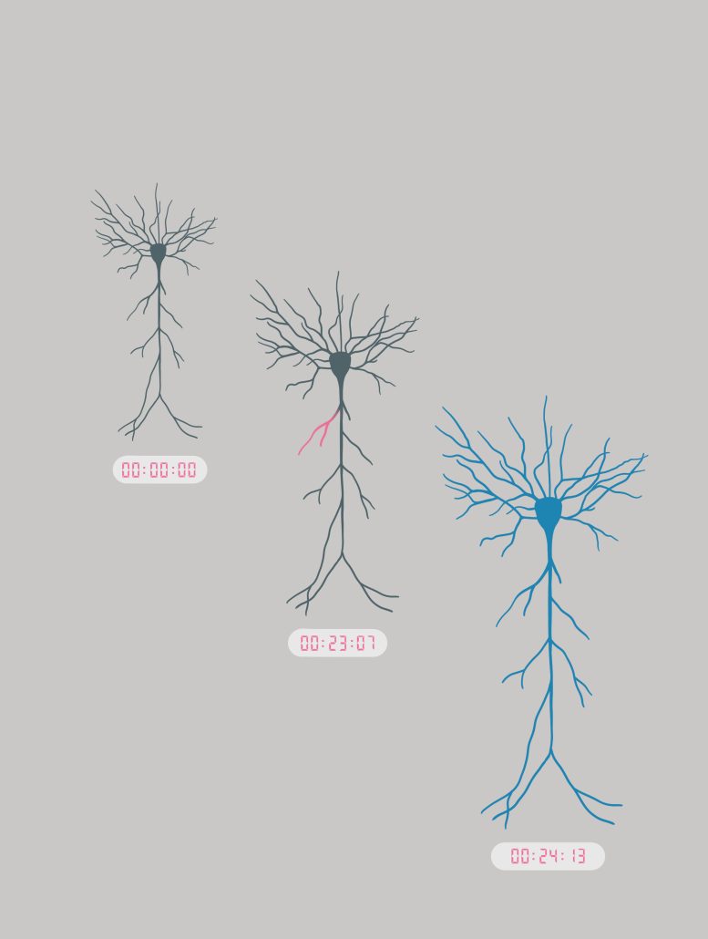 Extended Timing Neuron Encoding Graphic