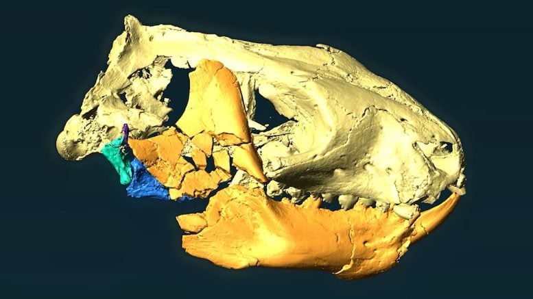 Riograndia guaibensis CT Scan