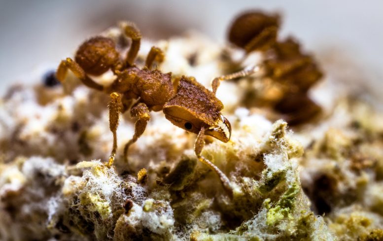 Lower-Fungus-Farming Ants