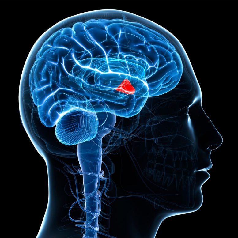 Brain Hypothalamus