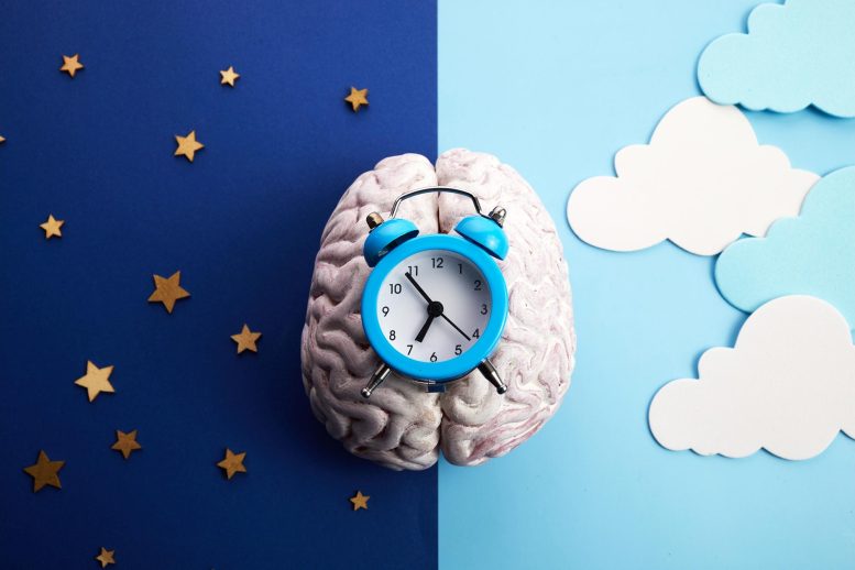 Brain Clock Circadian Rhythm