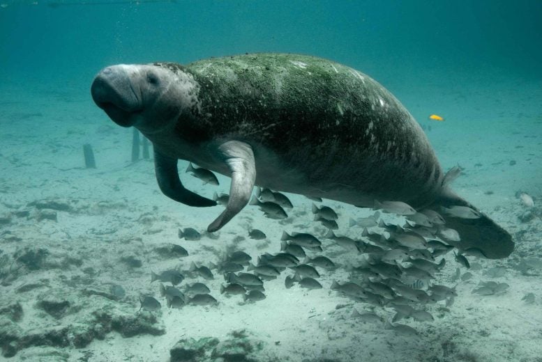 Sea Cow With Fish