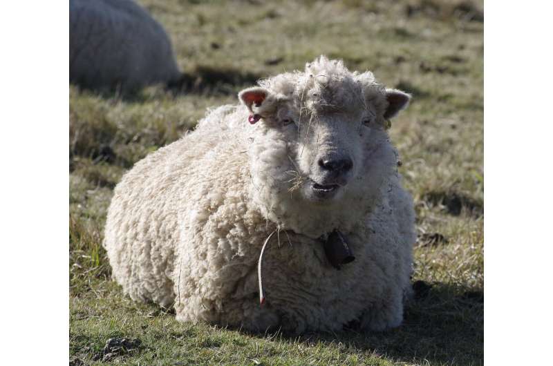 merino sheep